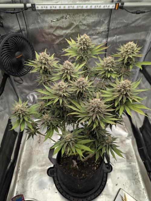Holy Snow - Greenhouse Seed Co.. Week 13
