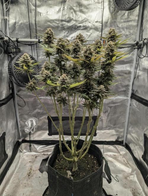 Holy Snow - Greenhouse Seed Co.. Week 13