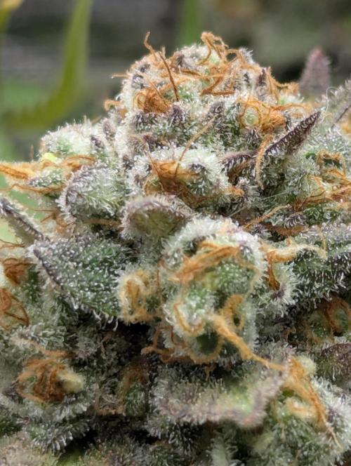 Holy Snow - Greenhouse Seed Co.. Week 13