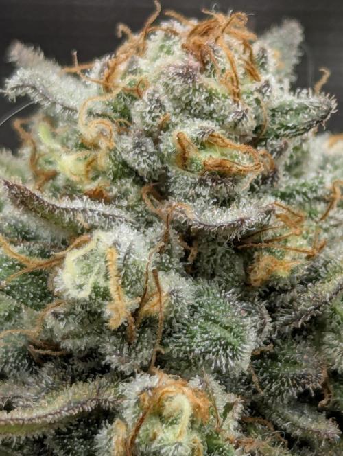 Holy Snow - Greenhouse Seed Co.. Week 13