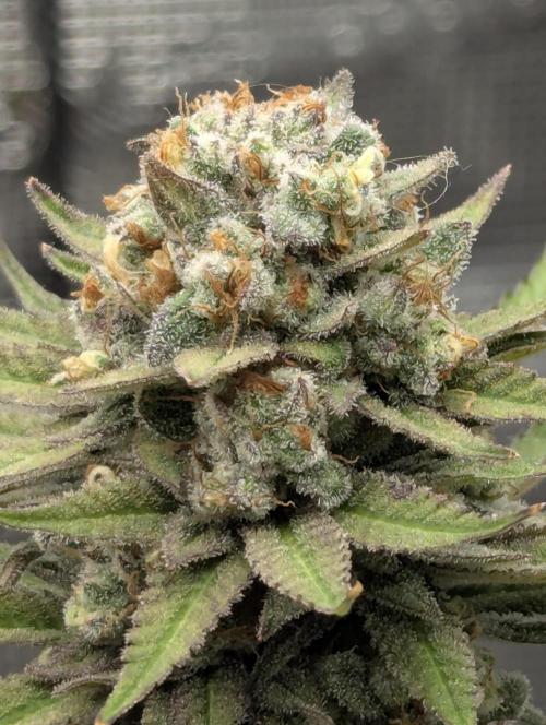 Holy Snow - Greenhouse Seed Co.. Week 13