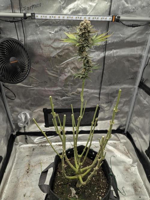 Holy Snow - Greenhouse Seed Co.. Week 13