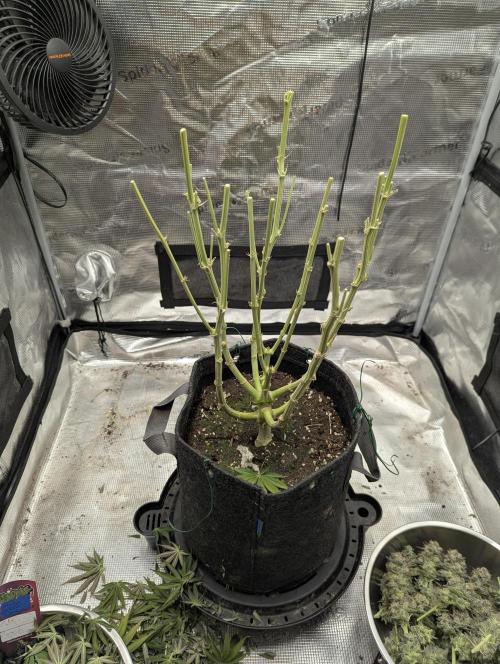 Holy Snow - Greenhouse Seed Co.. Week 13