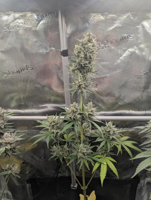 Toad Venum Auto - Growers Choice. Week 8