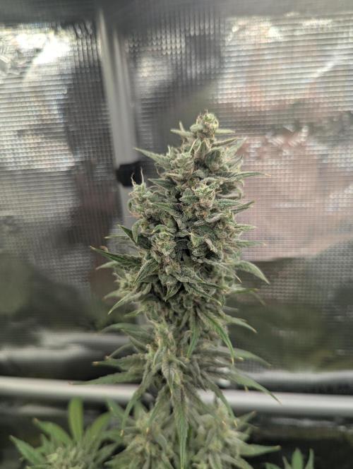 Toad Venum Auto - Growers Choice. Week 8