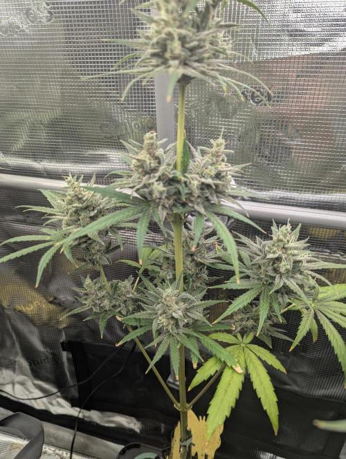 Toad Venum Auto - Growers Choice. Week 8