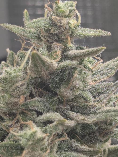 Toad Venum Auto - Growers Choice. Week 8