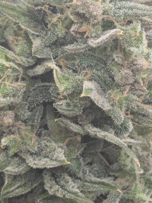 Toad Venum Auto - Growers Choice. Week 8