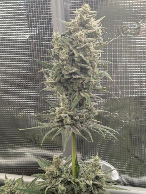 Toad Venum Auto - Growers Choice. Week 8