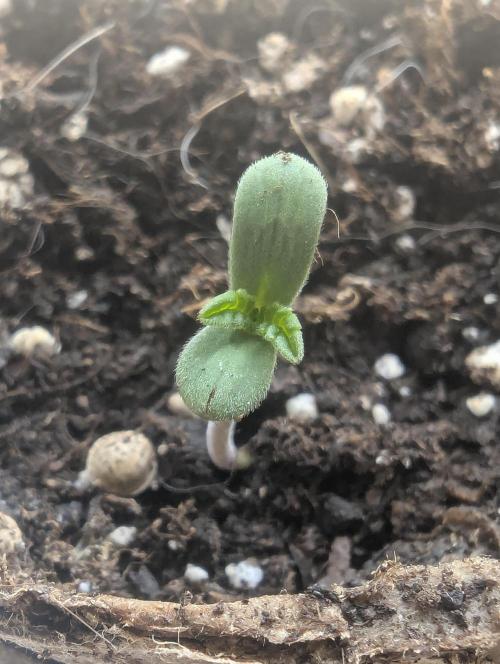 The Keeper - Wizard Trees. Week 0