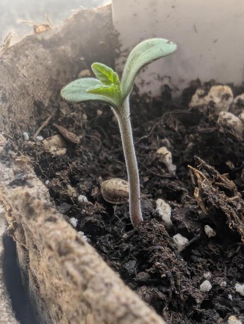 The Keeper - Wizard Trees. Week 0