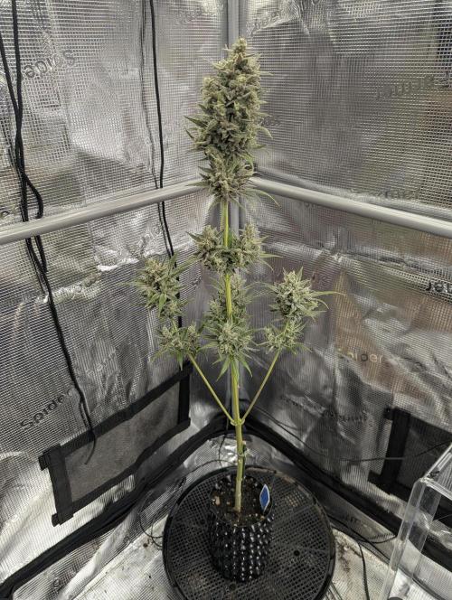Toad Venum Auto - Growers Choice. Week 9