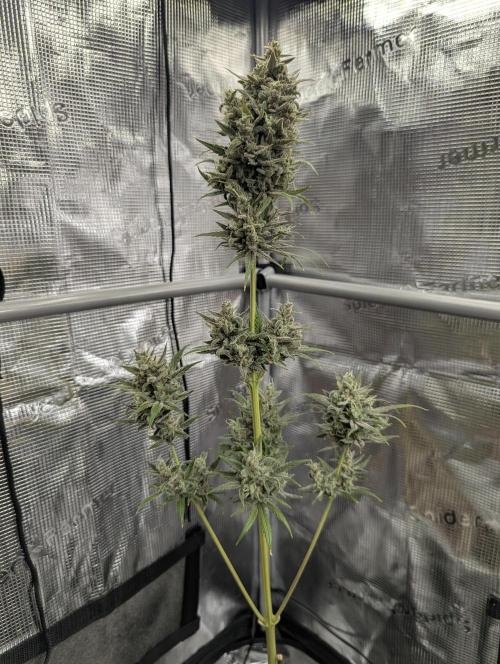 Toad Venum Auto - Growers Choice. Week 9