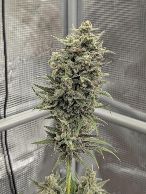 Toad Venum Auto - Growers Choice. Week 9