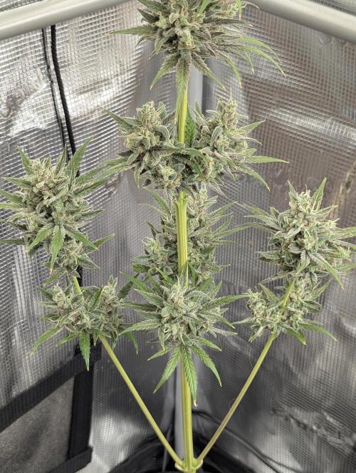 Toad Venum Auto - Growers Choice. Week 9