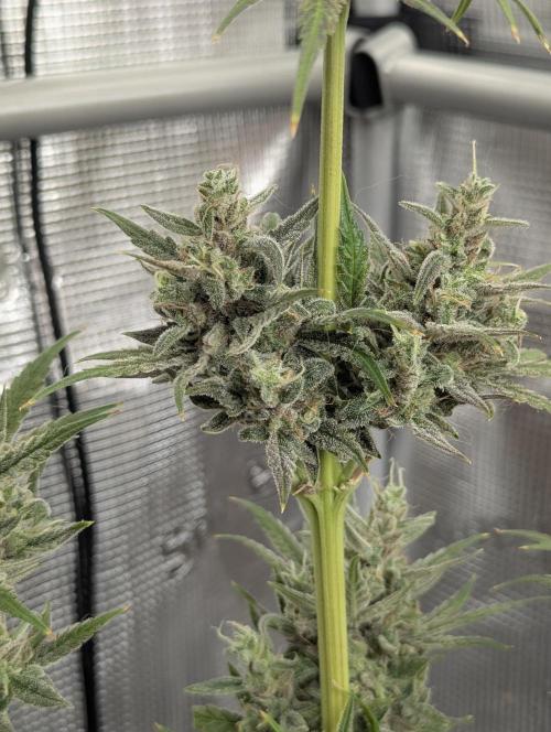 Toad Venum Auto - Growers Choice. Week 9