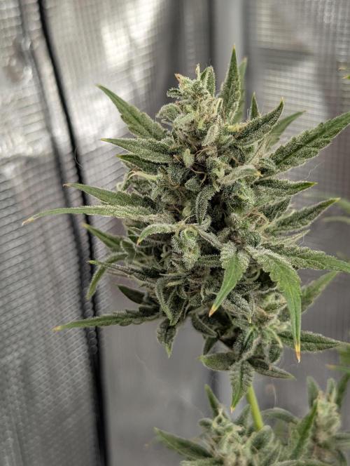 Toad Venum Auto - Growers Choice. Week 9