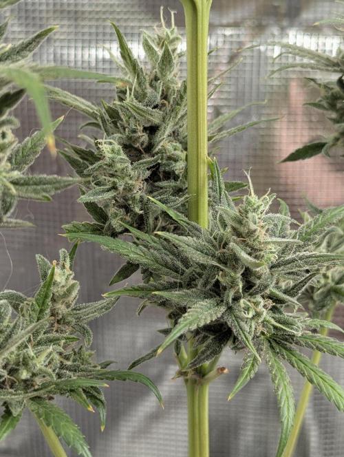 Toad Venum Auto - Growers Choice. Week 9