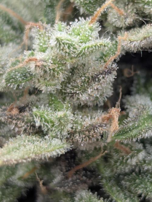 Toad Venum Auto - Growers Choice. Week 9