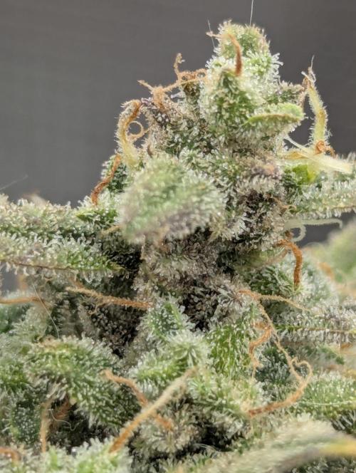 Toad Venum Auto - Growers Choice. Week 9