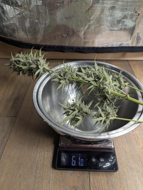 Toad Venum Auto - Growers Choice. Week 9