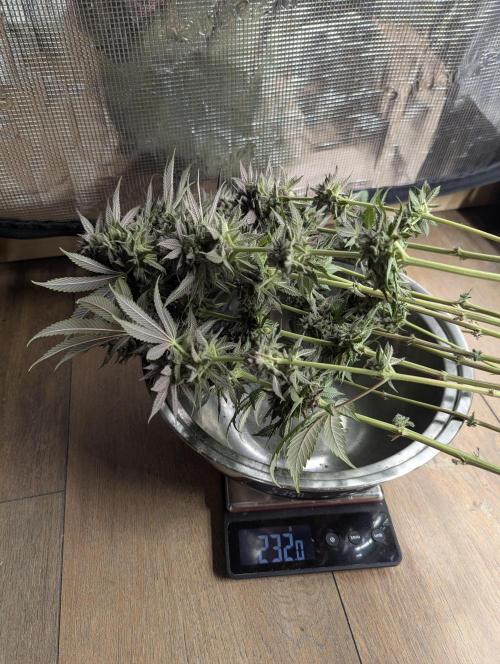 Glue 31 - Compound Genetics. Week 13