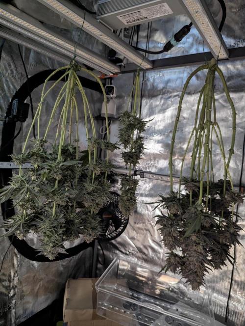 Glue 31 - Compound Genetics. Week 13