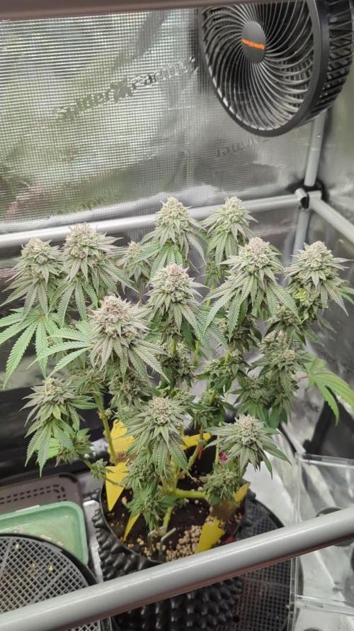 Glue 31 - Compound Genetics
