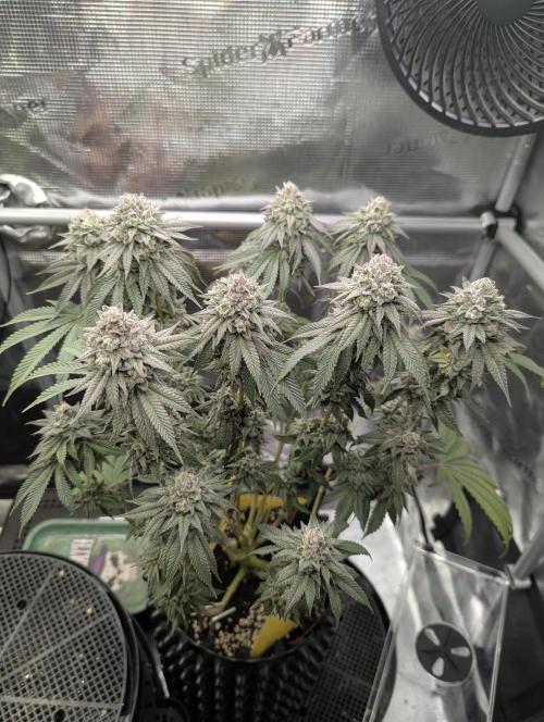 Glue 31 - Compound Genetics. Week 13