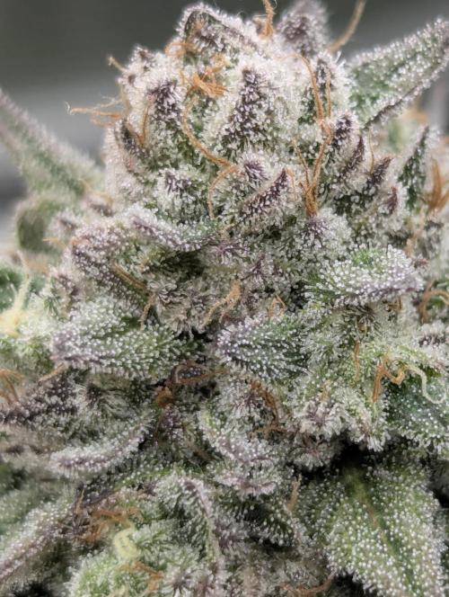 Glue 31 - Compound Genetics. Week 13