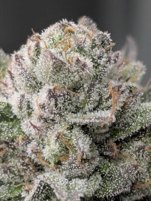 Glue 31 - Compound Genetics. Week 13