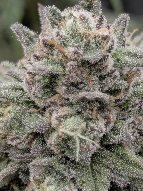 Glue 31 - Compound Genetics. Week 13