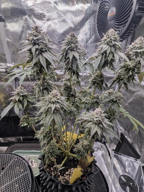 Glue 31 - Compound Genetics. Week 13