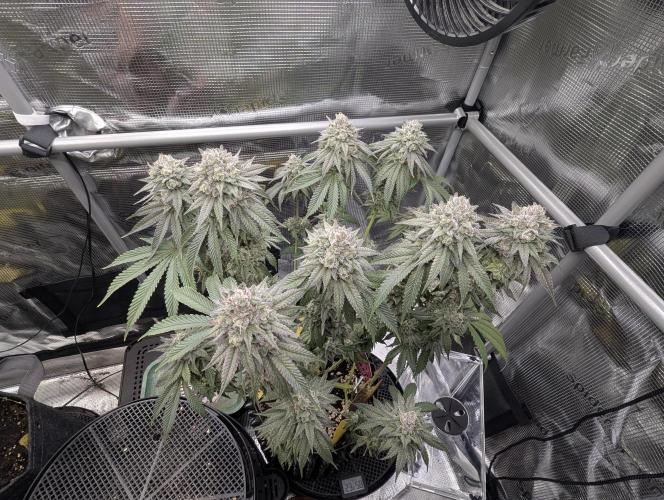 Glue 31 - Compound Genetics. Week 13