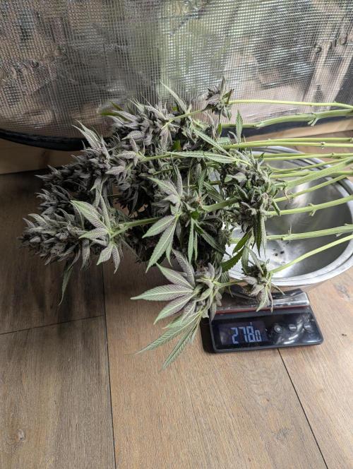 Gary Patron - Nine Weeks Harvest. Week 13