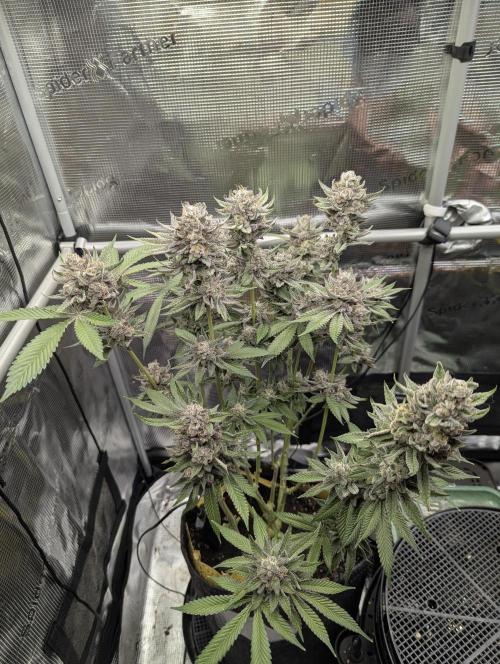 Gary Patron - Nine Weeks Harvest. Week 13