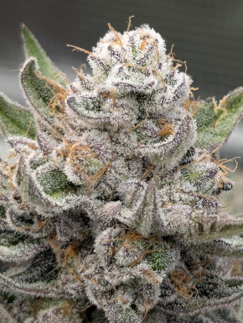 Gary Patron - Nine Weeks Harvest. Week 13
