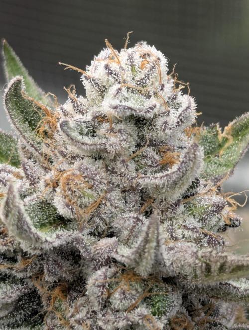 Gary Patron - Nine Weeks Harvest. Week 13