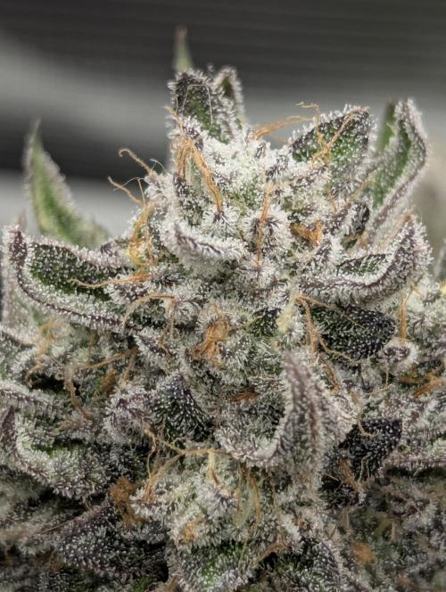 Gary Patron - Nine Weeks Harvest. Week 13