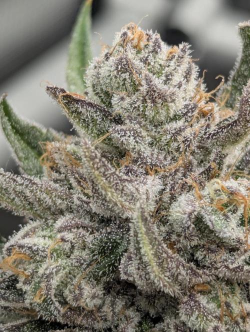 Gary Patron - Nine Weeks Harvest. Week 13