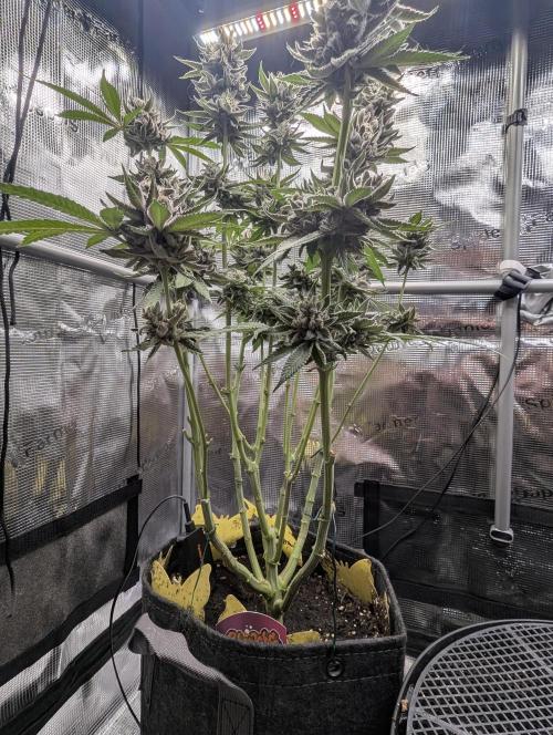 Gary Patron - Nine Weeks Harvest. Week 13