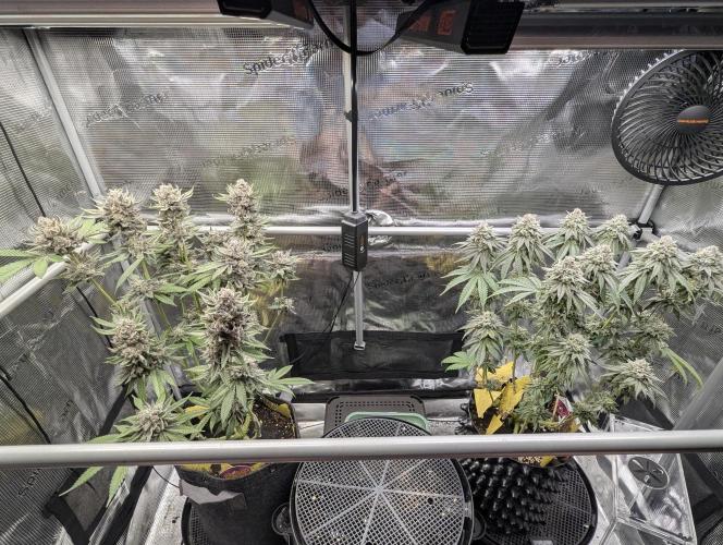 Gary Patron - Nine Weeks Harvest. Week 13