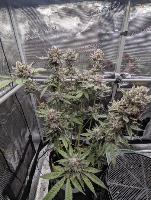 Gary Patron - Nine Weeks Harvest. Week 13