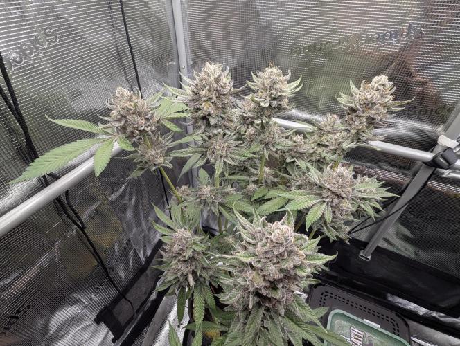 Gary Patron - Nine Weeks Harvest. Week 13