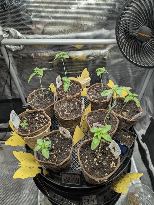 The Keeper - Wizard Trees. Week 0