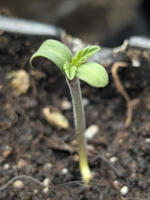 Shake Back - Compound Genetics. Week 0