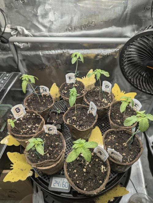 Shake Back - Compound Genetics. Week 0