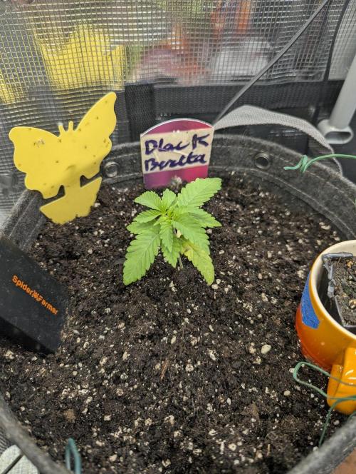 Black Beretta - Cipher Genetics. Week 1