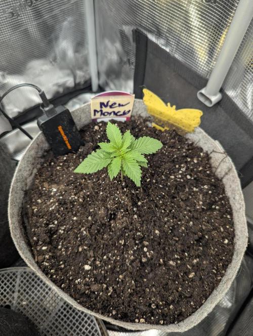 New Money - Compound Genetics. Week 1
