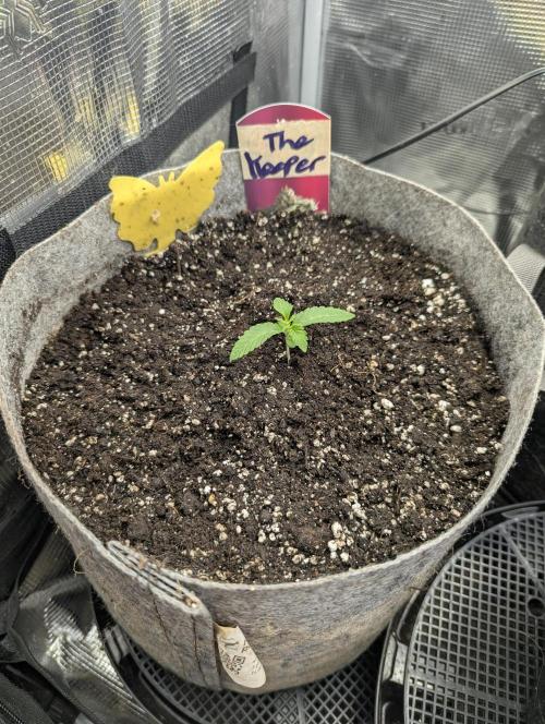 The Keeper - Wizard Trees. Week 1